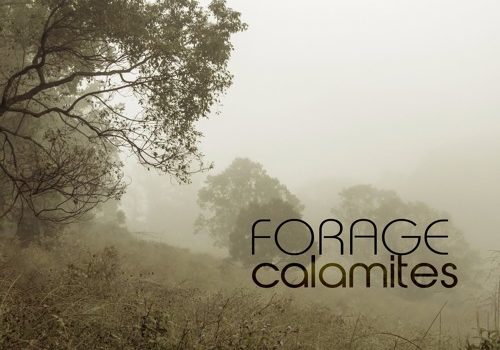 Calamites EP – forage